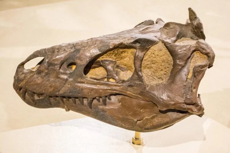 تمت تسوية الجدل حول الديناصورات الذي استمر لعقود من الزمن كان نانوتيرانوس حقيقيًا 2 Nanotyrannus Skull on Exhibit