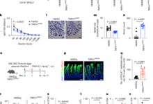 Neuro-epithelial circuits promote sensory convergence and intestinal immunity