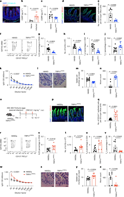 Neuroepilial circuits promote sensory convergence and intestinal immunity