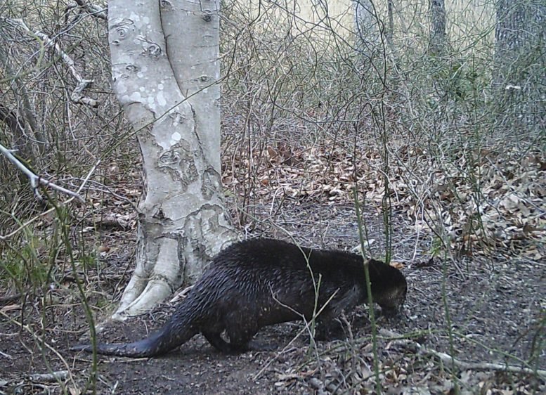 North American River Otter