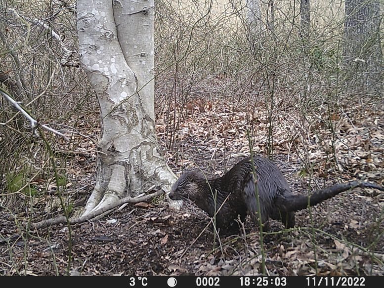 North American River Otter on Smithsonian Environmental Research Center Grounds