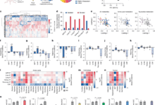 Nutrient requirements of organ-specific metastasis in breast cancer