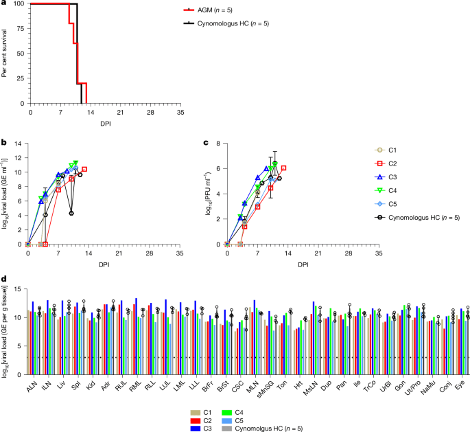 Oral 4′fluorouridine rescues nonhuman primates from advanced Lassa fever