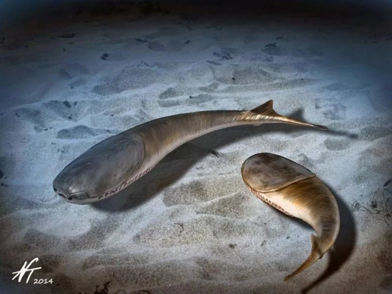 كيف غيّر التجميد العالمي منذ 445 مليون سنة الحياة إلى الأبد؟ 1 Ordovician Sacabambaspis