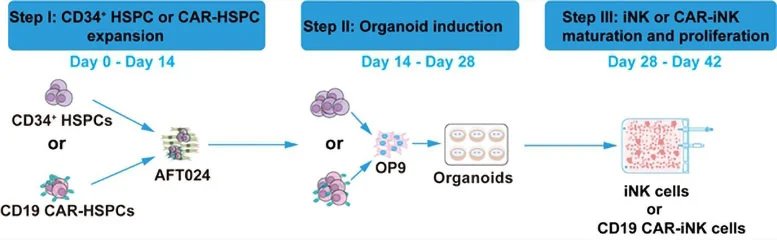 Overview of the Method for Large Scale Production of iNK and CAR iNK Cells 1
