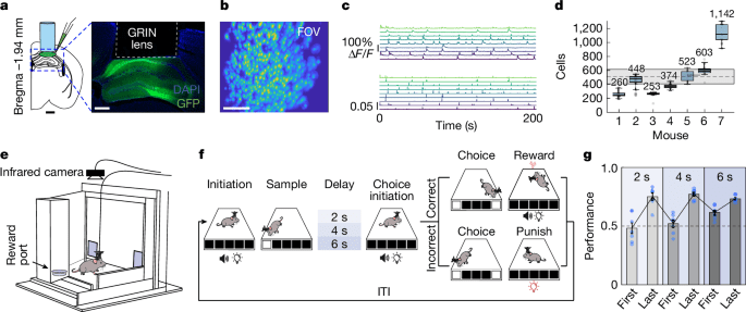 Predictive coding of reward in hippocampus