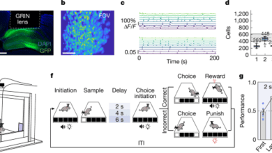 Predictive coding of reward in hippocampus