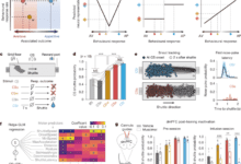 Prefrontal neural geometry of learned cues guides motivated behaviours