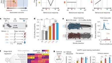 Prefrontal neural geometry of learned cues guides motivated behaviours