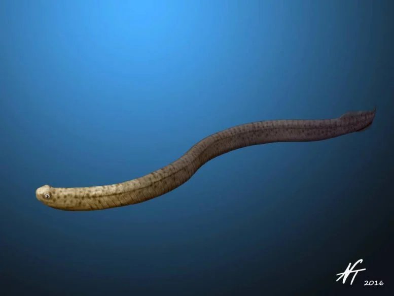 كيف غيّر التجميد العالمي منذ 445 مليون سنة الحياة إلى الأبد؟ 2 Promissum Conodont