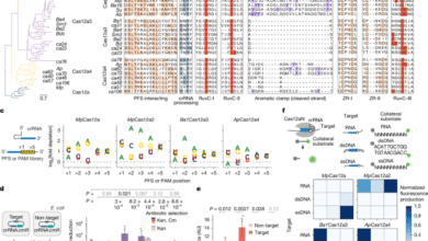 RNAtriggered Cas12a3 cleaves tRNA tails to execute bacterial immunity