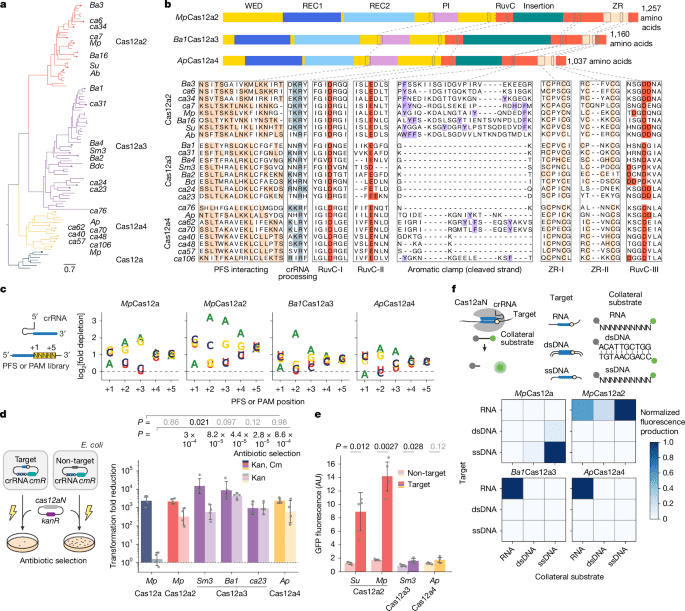 RNAtriggered Cas12a3 cleaves tRNA tails to execute bacterial immunity