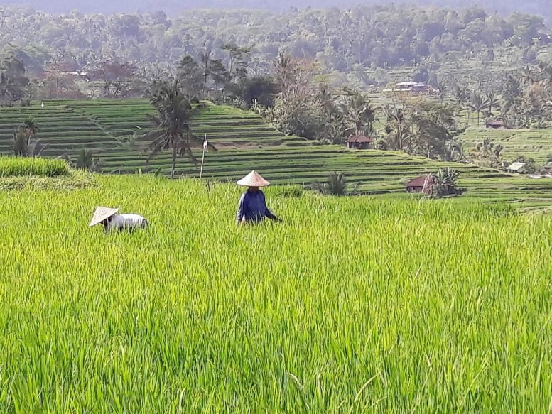 Rice Farming in Indonesia