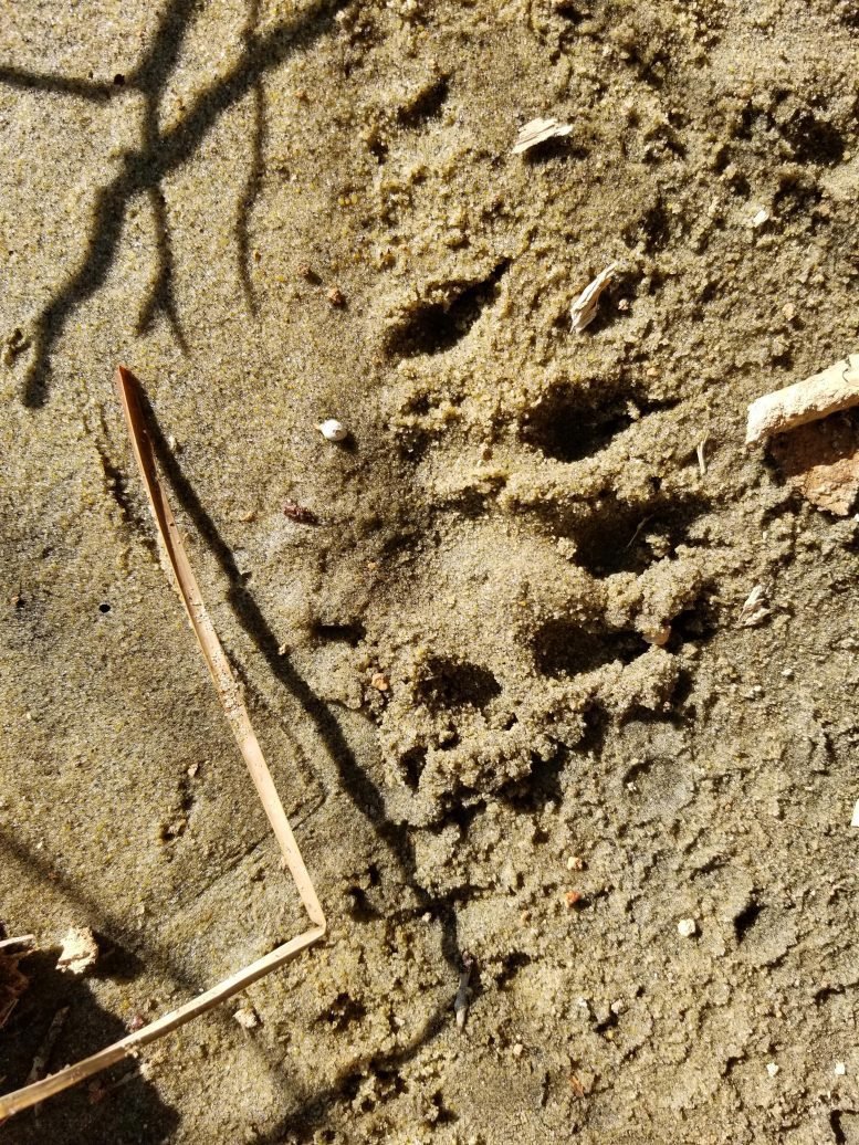 River Otter Track at Chespeake Bay