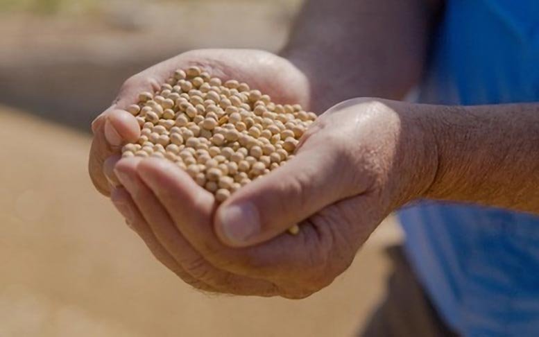 Roasted High Oleic Soybeans