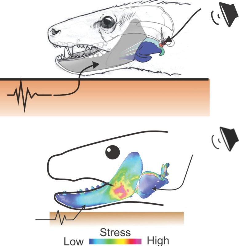 Simulated Hearing Pathways in Thrinaxodon Skull