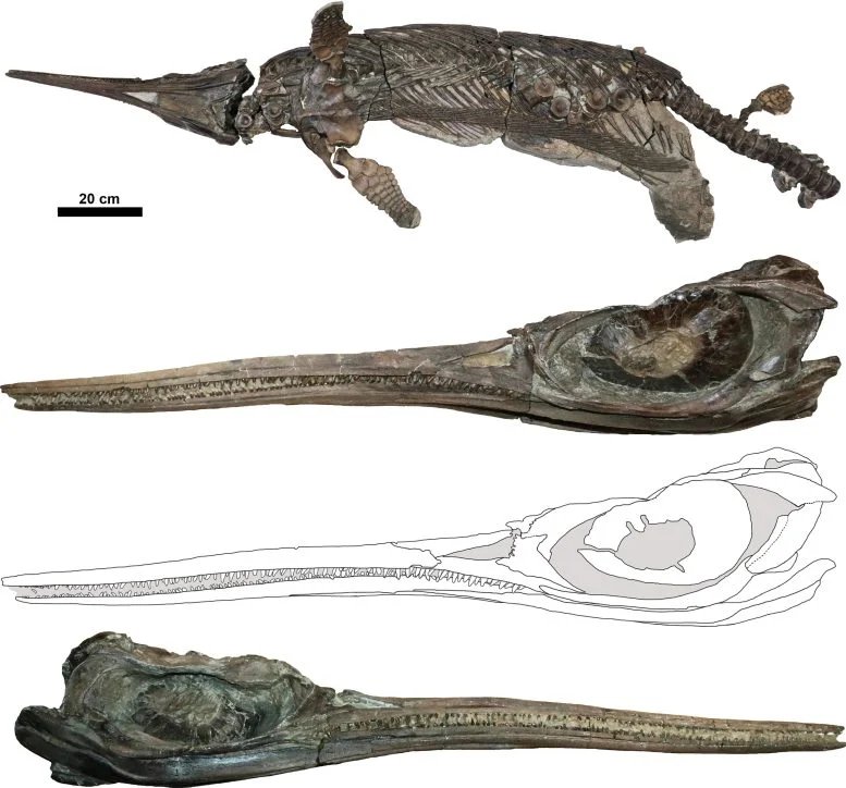 التنين السيف الجديد الذي يبلغ عمره 190 مليون عام يعيد كتابة تطور الإكثيوصورات 4 Skeleton and Skull of Xiphodracon Goldencapensis