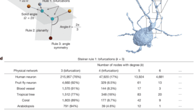 Surface optimization governs local design of physical networks
