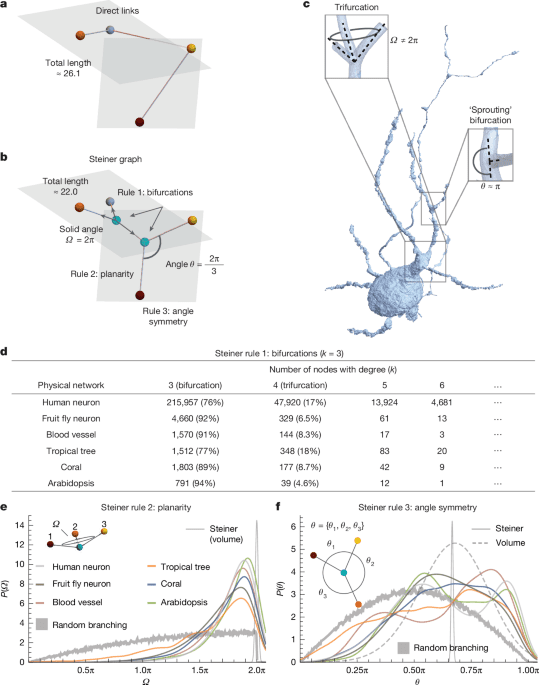 Surface optimization governs local design of physical networks