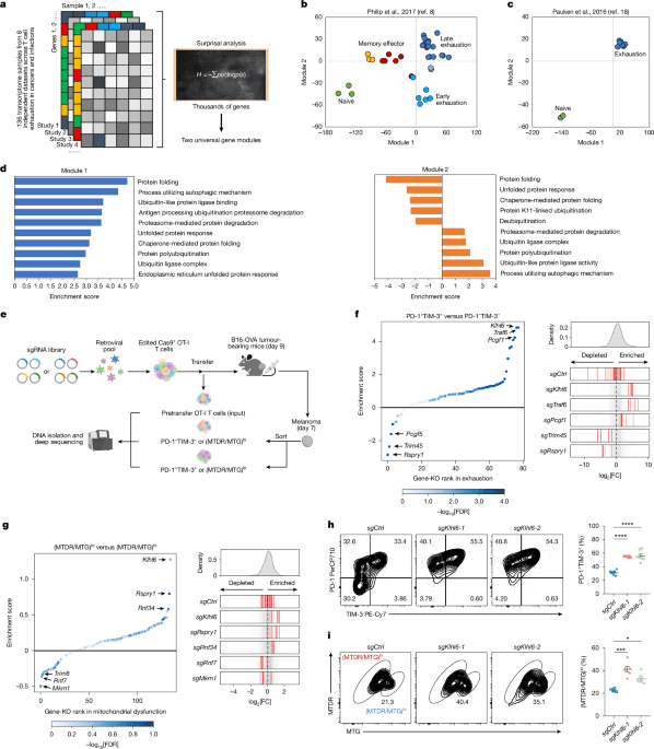 ubiquitin ligase KLHL6 drives resistance to CD8+ T cell dysfunction