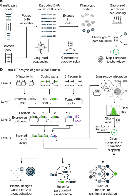 Ultrahighthroughput mapping of genetic design space