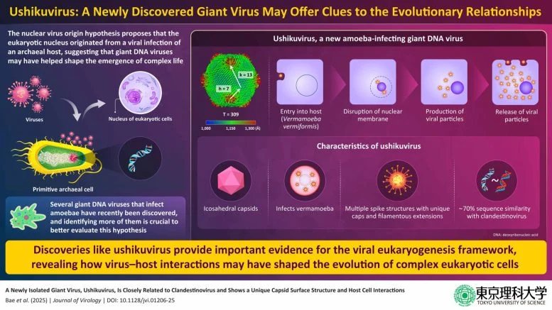 Ushikuvirus Infographic