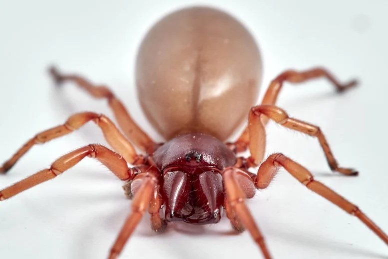 Woodlouse Spider Dysdera crocata