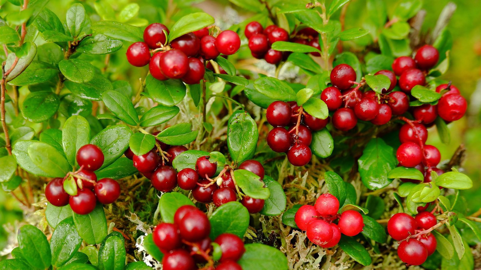 ثمار المستقبل كيف تغير التكنولوجيا الحيوية البساتين ومزارع التوت 5 c066529248674c63f794582123b36434f4847b27