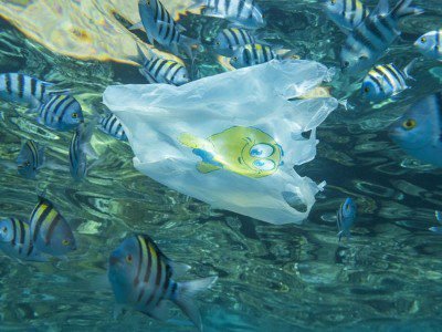 d41586 026 00005 0 18919862