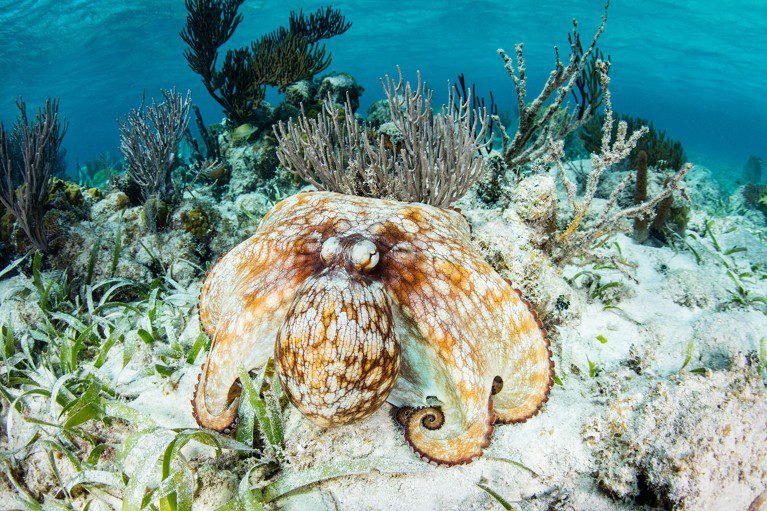 d41586 026 00052 7 51917506