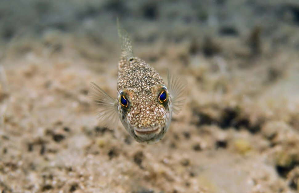 تم حل لغز دوائر المحاصيل تحت الماء في المحيط الهادئ