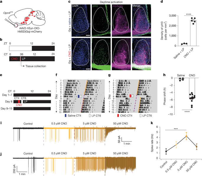 ipRGC propeies prevent light from shifting SCN clock during daytime