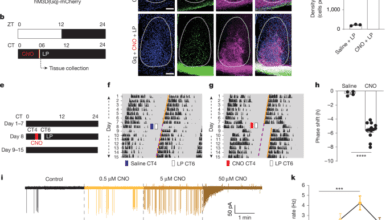 ipRGC propeies prevent light from shifting SCN clock during daytime
