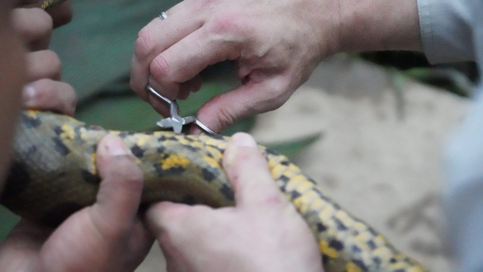 sn4PxodMvgL4j4eKJ8UNKX scaled