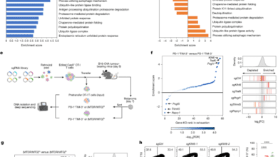 ubiquitin ligase KLHL6 drives resistance to CD8+ T cell dysfunction