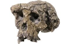 Sahelanthropus tchadensis Fossil Skull