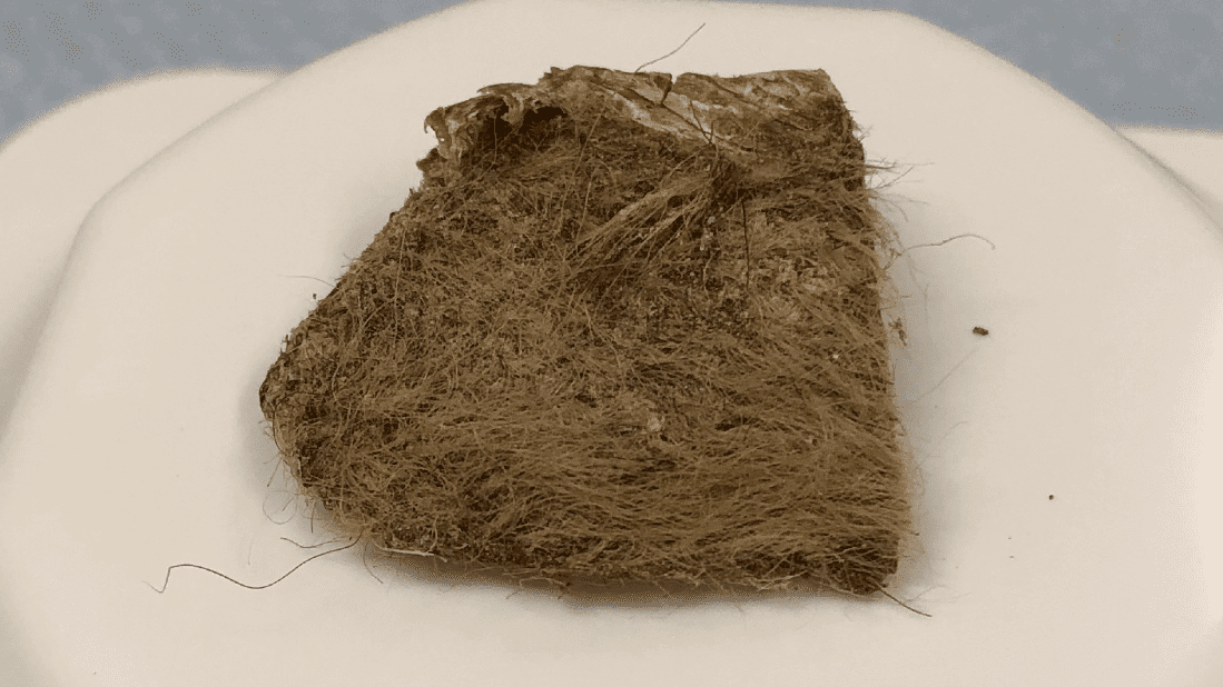 أكل جرو ذئب واحدًا من آخر حيوانات وحيد القرن الصوفي التي سارت على الأرض، وقد قام العلماء الآن بتسلسل الجينوم الخاص به من اللحم غير المهضوم.