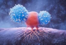 Biological Lymphocytes and Cancer Cell