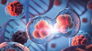 اكتشف العلماء آلية جديدة لانقسام الخلايا