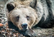 Big Brown Bear in Forest
