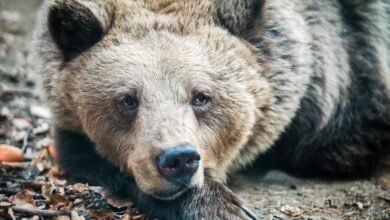 العيش بالقرب من البشر جعل هذه الدببة أصغر حجمًا وأقل عدوانية