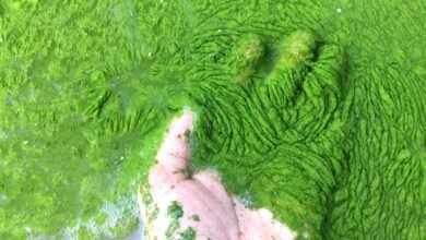 الفطريات البحرية المكتشفة حديثًا تهاجم وتقتل الطحالب السامة