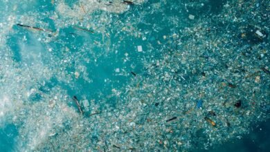 تكافح المحيطات لامتصاص الكربون بينما تغمر المواد البلاستيكية الدقيقة مياهها