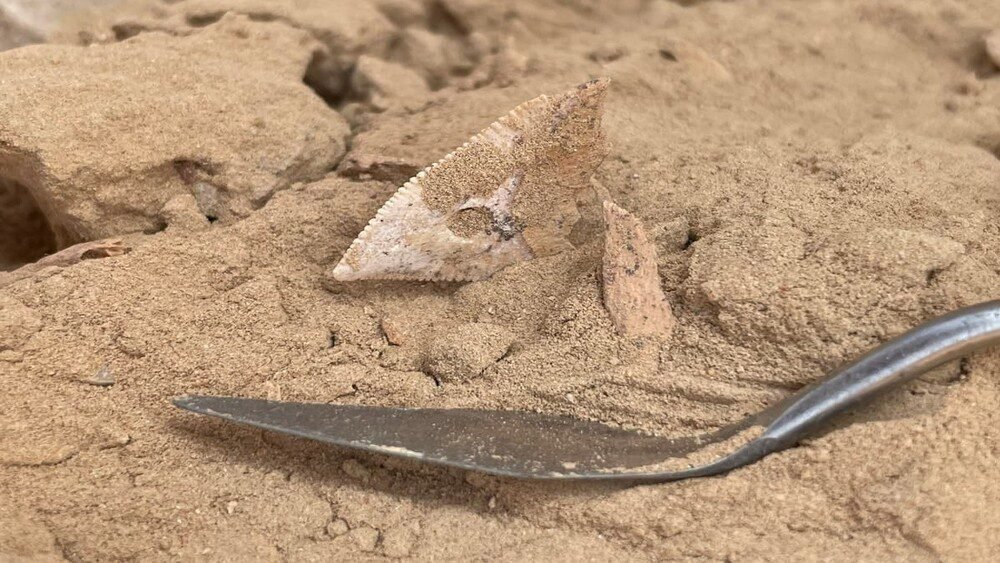 تم العثور على أدلة على صيد أسماك القرش بشكل منتظم خلال العصر الحجري الحديث في عمان