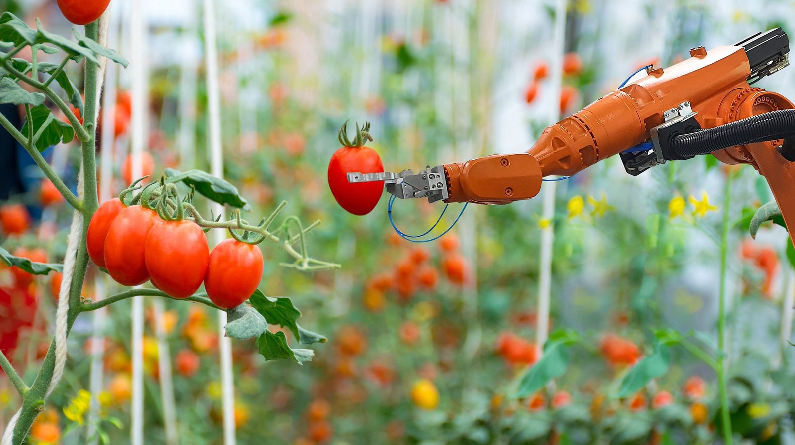 ثمار المستقبل كيف تغير التكنولوجيا الحيوية البساتين ومزارع التوت ثمار المستقبل كيف تغير التكنولوجيا الحيوية البساتين ومزارع التوت