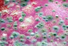 Fungus on Jelly