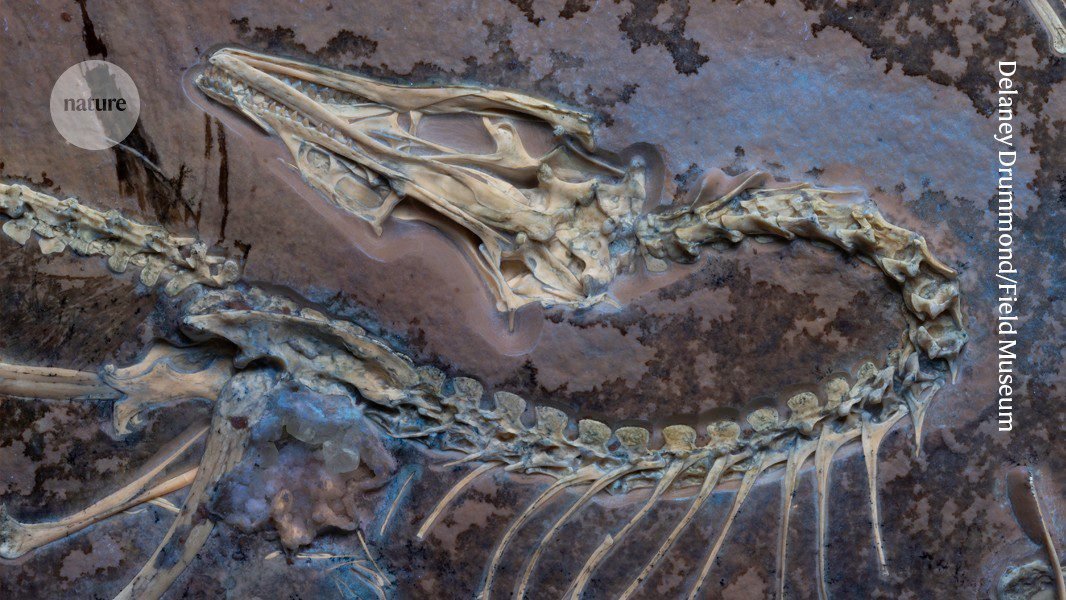 كيف تطورت الطيور؟ الجواب أكثر وحشية مما يعتقده أي شخص