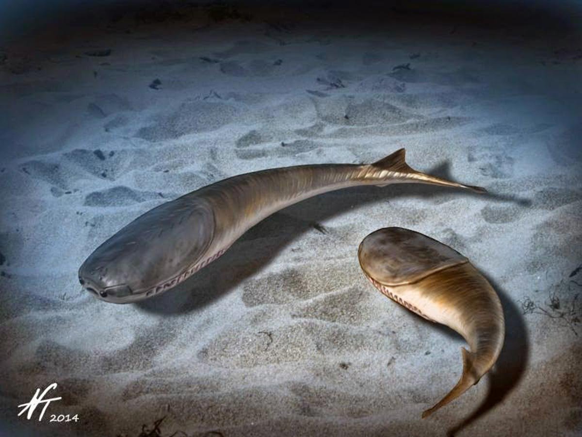 كيف غيّر التجميد العالمي منذ 445 مليون سنة الحياة إلى الأبد؟ كيف غيّر التجميد العالمي منذ 445 مليون سنة الحياة إلى الأبد؟