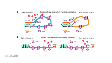 كيف يهرب RNA الفيروسي من آلية مضيفة تتحكم في الترجمة