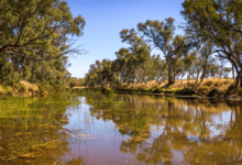 A shallow and muddy tree-lined river with grassy banks